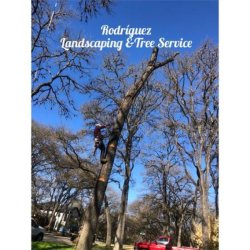 🪓🌲Tree Service 🌲🪓Lawn Service 🍂🍃Clean Ups🍃🍂Landscaping (Austin and surrounding cities) picture