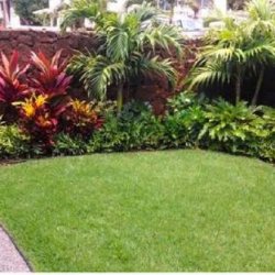 Yard Maintenence (NW Austin &amp; surrounding areas)