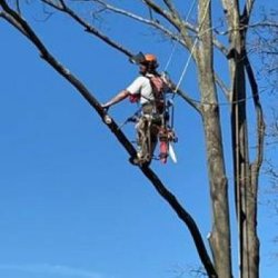 A Contract Climber-- Tree Work Specialist--American Small Business picture